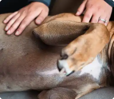 Close-up of hands gently providing somatic touch and assessment to calm brown and white og, demonstrating nurturing co-regulation practice