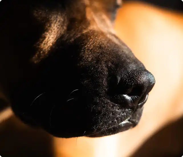 Close-up detail of dog's nose and face in soft warm lighting, showing calm peaceful state representing nervous system awareness and connection