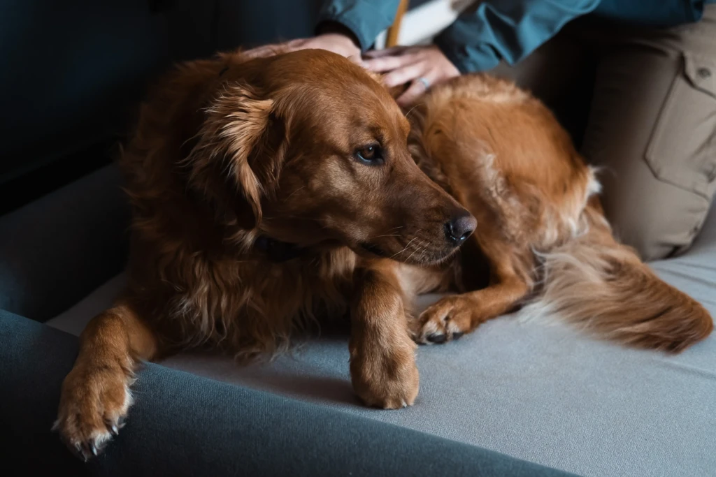 Practitioner gently providing somatic co-regulation touch to a calm brown dog lying on cushioned surface during professional training session