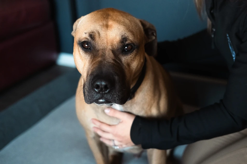 Close-up portrait of calm tan dog with soft eyes looking directly at handler's hand and arm, showing peaceful engagement and voluntary connection without demand