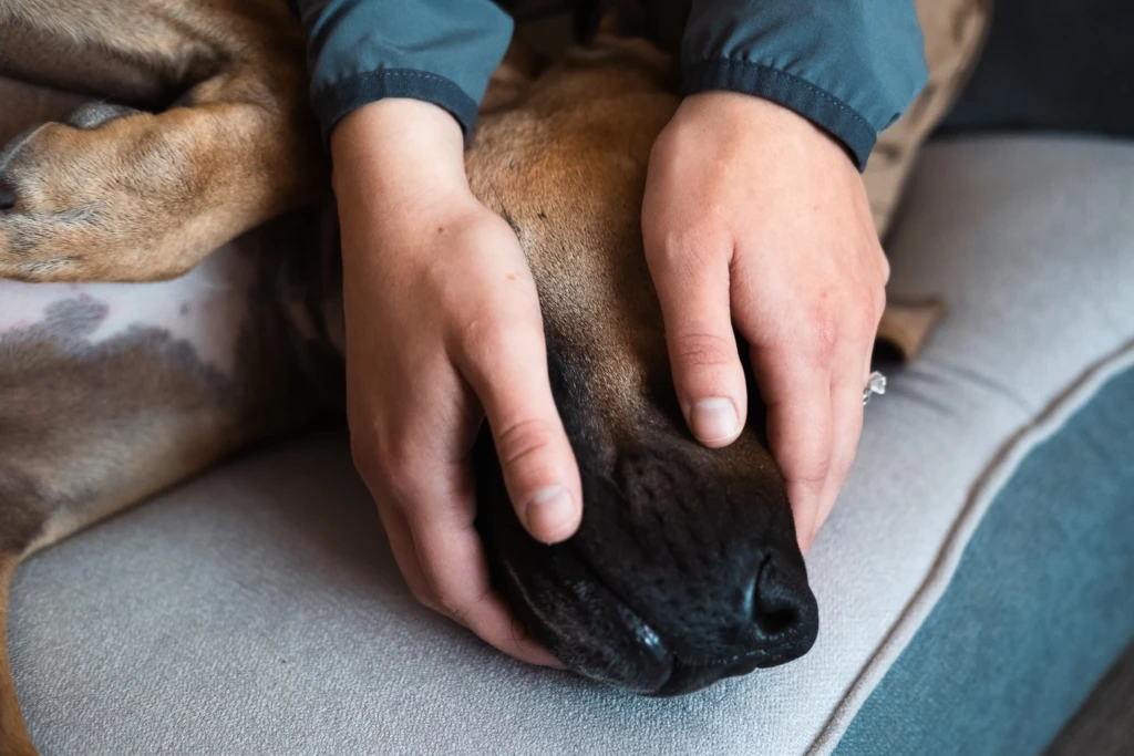 Close-up of practitioner's hands gently assessing and touching dog's paw and leg during somatic nervous system evaluation on cushioned surface